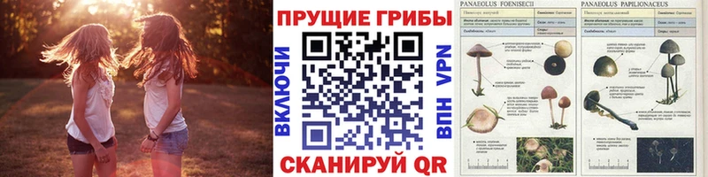 Галлюциногенные грибы Psilocybine cubensis  Купить где  Верхний Уфалей 